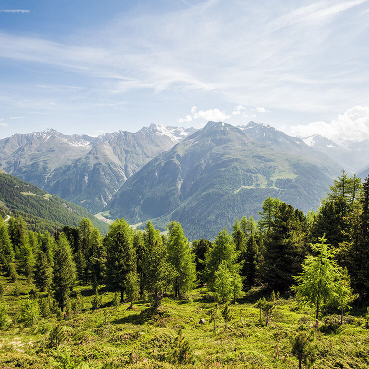 Ein grüner Wald mit vereinzelten Kiefern im Vordergrund, hohe Berge im Hintergrund unter einem blauen Himmel mit zarten Wolken und Sonnenstrahlen, die die Landschaft erhellen.