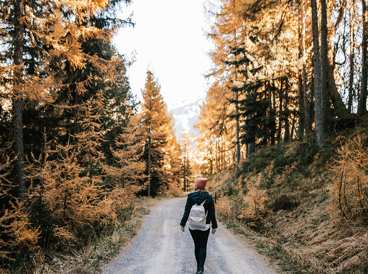 Eine Person mit einem Rucksack geht allein einen Schotterweg entlang, der von hohen Bäumen mit goldenem Herbstlaub gesäumt ist, unter einem klaren Himmel.