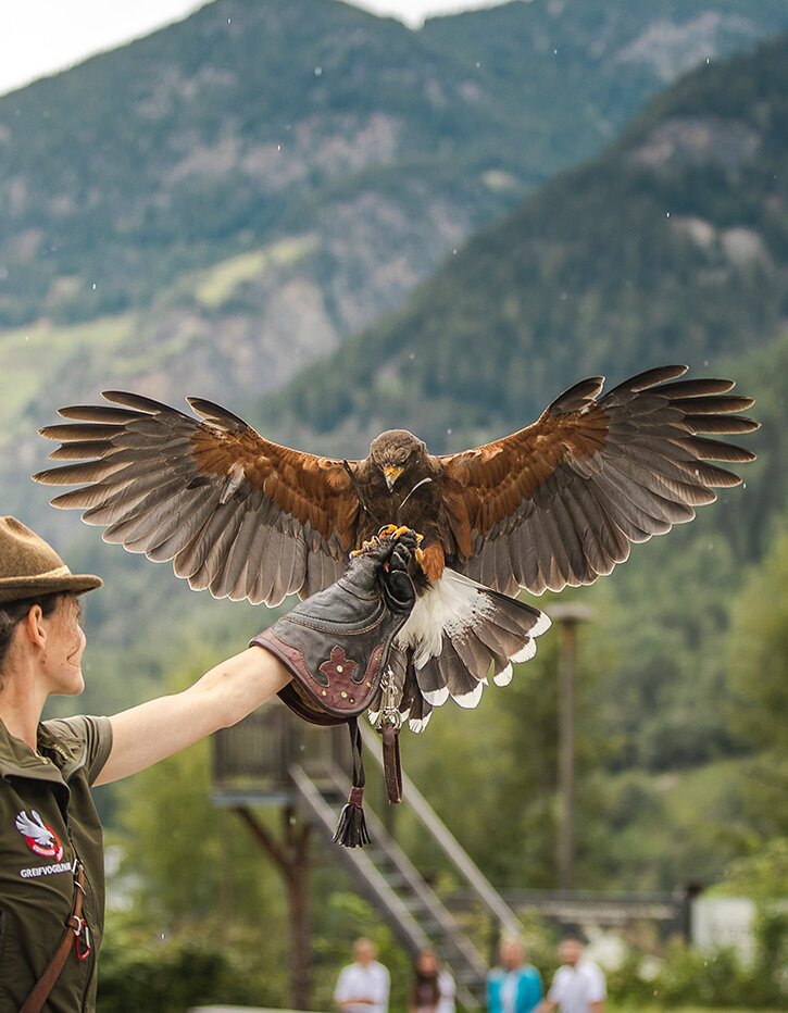 Eine Frau mit Hut und Handschuhen hält im Freien einen großen Raubvogel mit ausgebreiteten Flügeln in der Hand, im Hintergrund sind Berge und Bäume zu sehen.